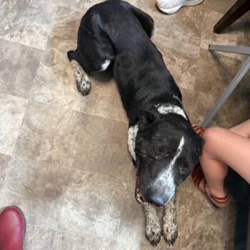 Justice -  Australian Cattle Dog Blue Heeler and Pit Bull Terrier Dog for Adoption in Floresville, Texas - Justice | PetCurious