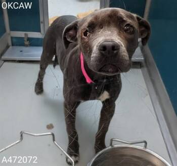 Staffordshire Bull Terrier and Mixed Breed Dogs Available for Adoption in Oklahoma City, Oklahoma - LILY | PetCurious
