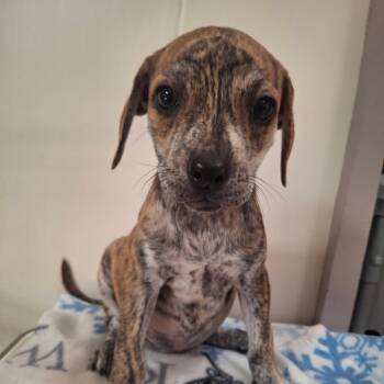 Ginger -  Coonhound Dog for Adoption in Wahiawa, Hawaii - Ginger | PetCurious
