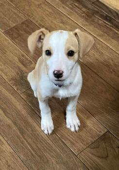 Mixed Breed Dogs Available for Adoption - Ernie | PetCurious