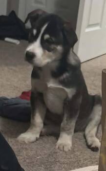 Rex -  Shepherd and Husky Dog for Adoption in Republic, Missouri - Rex | PetCurious