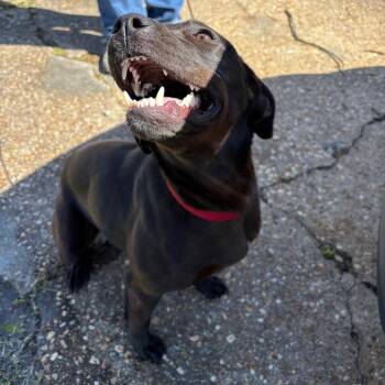 Retriever Dogs Available for Adoption - Penny | PetCurious