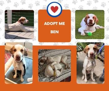 Ben (KY) -  English Pointer Dog for Adoption in Bridgeton, New Jersey - Ben (KY) | PetCurious