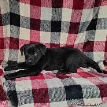Wirehaired Pointing Griffon and Black Labrador Retriever Dogs Available for Adoption in Coos Bay, Oregon - Amaya | PetCurious