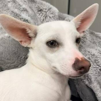 Chihuahua Dogs Available for Adoption - Zero | PetCurious