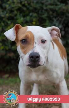 Wiggly -  American Bulldog Dog for Adoption in Mobile, Alabama - Wiggly | PetCurious