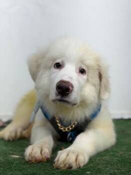 Snuggly-One of our Amazing Rescue Dogs -  Great Pyrenees and Mixed Breed Dog for Adoption in Carlsbad, California - Snuggly-One Of Our Amazing Rescue Dogs | PetCurious