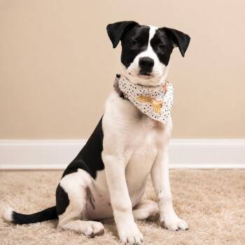 Vonn -  Shepherd and Mixed Breed Dog for Adoption in Houston, Texas - Vonn | PetCurious