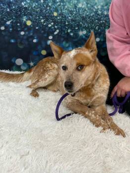 Australian Cattle Dog Blue Heeler Dogs Available for Adoption - ACD Bingo Red | PetCurious