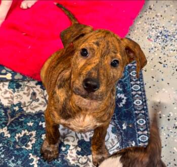 Aspen -  Mixed Breed Dog Available for Adoption in Eutawville, South Carolina - Aspen | PetCurious