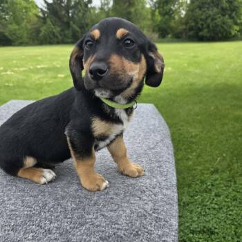 Jasper -  Labrador Retriever and Australian Shepherd Dog Available for Adoption in Holiday Hills, Illinois - Jasper | PetCurious