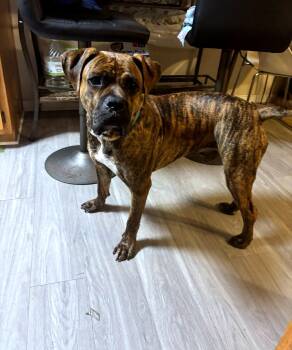 Zeus -  Boxer Dog for Adoption in Petersburg, Virginia - Zeus | PetCurious