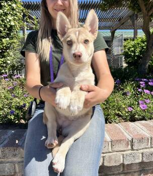 Husky Dogs Available for Adoption - Halo | PetCurious