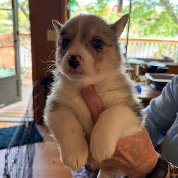 Cardigan Welsh Corgi and Corgi Dogs Available for Adoption in Ada, Minnesota - Milo | PetCurious