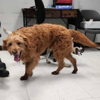 Rescue Mixed Breed Dogs for Adoption in Davenport, Iowa - Maxx | PetCurious