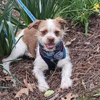 Jack Russell Terrier Dogs Available for Adoption - Duncan | PetCurious