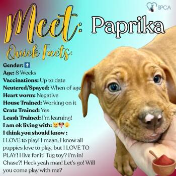 Labrador Retriever Dogs Available for Adoption - Paprika | PetCurious
