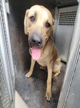 CORAZON FELIZ -  Labrador Retriever and Mixed Breed Dog for Adoption in Rowlett, Texas - CORAZON FELIZ | PetCurious