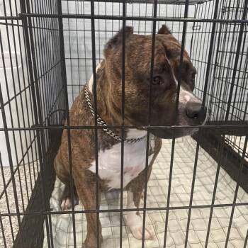 English Bulldog and Mixed Breed Dogs Available for Adoption in Port Charlotte, Florida - 0593-D26 | PetCurious