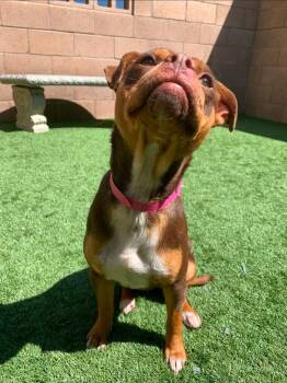 Chihuahua and American Staffordshire Terrier Dogs Available for Adoption in Lake Forest, California - Pita - Adopt Me! | PetCurious