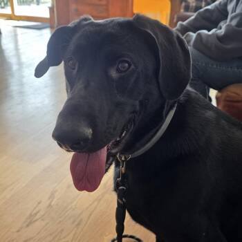 Black Labrador Retriever and Border Collie Dogs Available for Adoption - Charlie D11160 | PetCurious