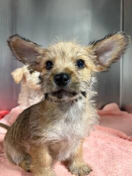 Cocoa -  Terrier Dog for Adoption in Portland, Maine - Cocoa | PetCurious