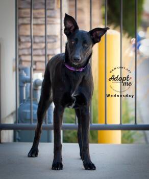 Rescue Border Collie and Black Labrador Retriever Dogs for Adoption in Millcreek, Utah - Wednesday | PetCurious