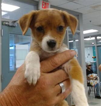A480666 -  Terrier and Mixed Breed Dog for Adoption in Oklahoma City, Oklahoma - A480666 | PetCurious