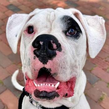 Roscoe -  Boxer Dog for Adoption in Kennebunk, Maine - Roscoe | PetCurious