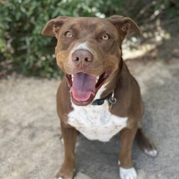 Hershey -  Pit Bull Terrier and Mixed Breed Dog for Adoption in Riverside, California - Hershey | PetCurious