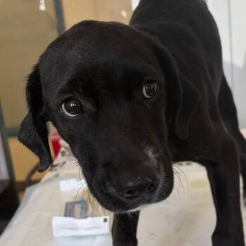 Rosie -  Labrador Retriever and Mixed Breed Dog for Adoption in Nashville, Tennessee - Rosie | PetCurious