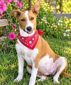 Dolly -  Basenji Dog for Adoption in Okolona, Mississippi - Dolly | PetCurious