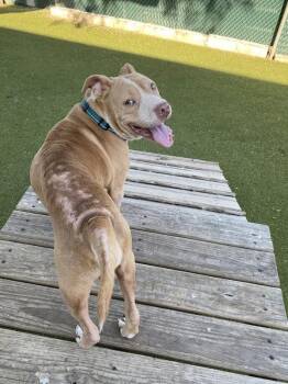 Pit Bull Terrier Dogs Available for Adoption - Blue | PetCurious