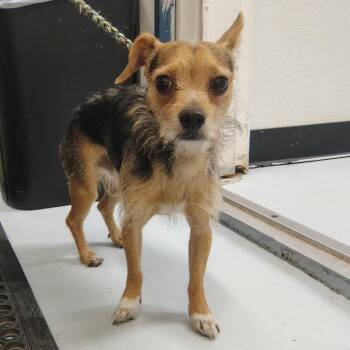 Chihuahua and Terrier Dogs Available for Adoption - Wasabi | PetCurious