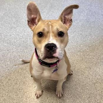Nala -  Mixed Breed Dog for Adoption in Lansing, Michigan - Nala | PetCurious