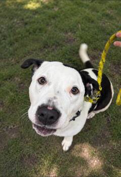 Lola -  Pit Bull Terrier and Basset Hound Dog for Adoption in Steger, Illinois - Lola | PetCurious