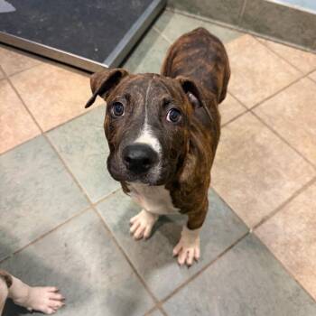Kenai -  Mixed Breed Dog for Adoption in Chattanooga, Tennessee - Kenai | PetCurious