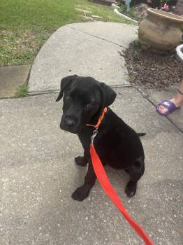 Rottweiler and Pointer Dogs Available for Adoption in Mckinney, Texas - Nova | PetCurious