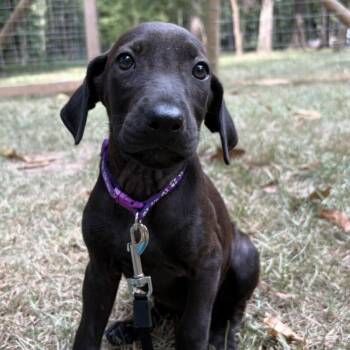 Lilly -  Labrador Retriever and Mixed Breed Dog for Adoption in Cedarburg, Wisconsin - Lilly | PetCurious