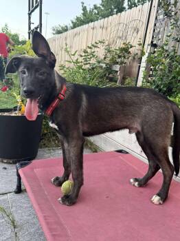 Rescue Dutch Shepherd and Labrador Retriever Dogs for Adoption in Houston, Texas - Ember | PetCurious