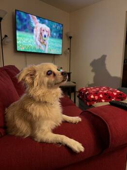 Yoshi -  Chihuahua Dog for Adoption in Littleton, Colorado - Yoshi | PetCurious