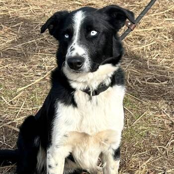 Border Collie Dogs Available for Adoption - Pip | PetCurious