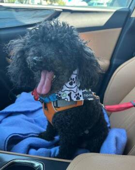 Ruckus -  Poodle Dog for Adoption in San Diego, California - Ruckus | PetCurious