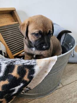 Thistle $550 -  Chihuahua and Dachshund Dog for Adoption in West Milwaukee, Wisconsin - Thistle $550 | PetCurious