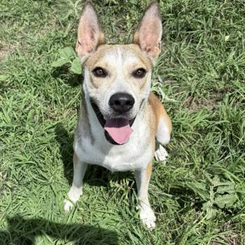 Rescue Australian Cattle Dog Blue Heeler Dogs for Adoption in Lockhart, Texas - Benny Jack | PetCurious