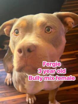 Fergie -  Pit Bull Terrier Dog for Adoption in Eugene, Oregon - Fergie | PetCurious