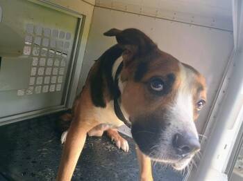 RAVIOLI -  Mixed Breed Dog for Adoption in Charlotte, North Carolina - RAVIOLI | PetCurious