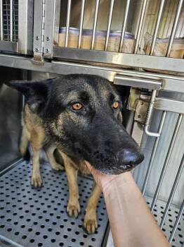 Rescue Mixed Breed Dogs for Adoption in Dallas, Texas - SAMMY | PetCurious