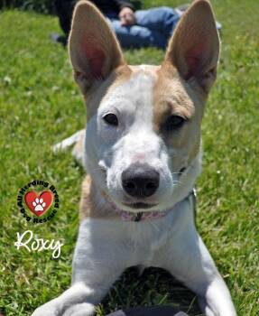 Mixed Breed Dogs Available for Adoption in Joliet, Illinois - Roxy | PetCurious