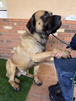 Boswell -  Mastiff Dog for Adoption in Glendale, Arizona - Boswell | PetCurious